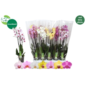 PHAL GEM 7 KL