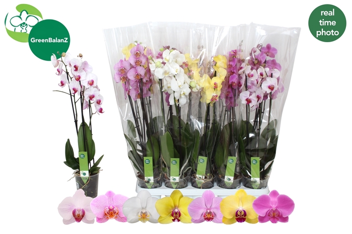 <h4>PHAL GEM 7 KL</h4>