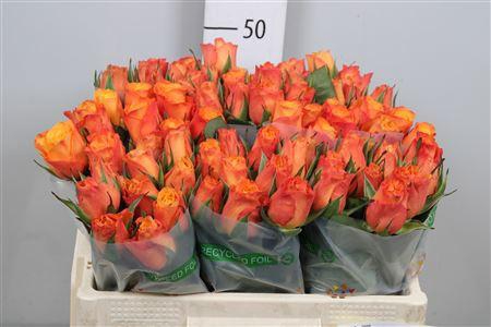 <h4>R Gr Confidential</h4>