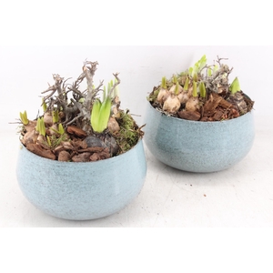 arr4 Bollenmix MB - Zink bolpot l.blue 285/6