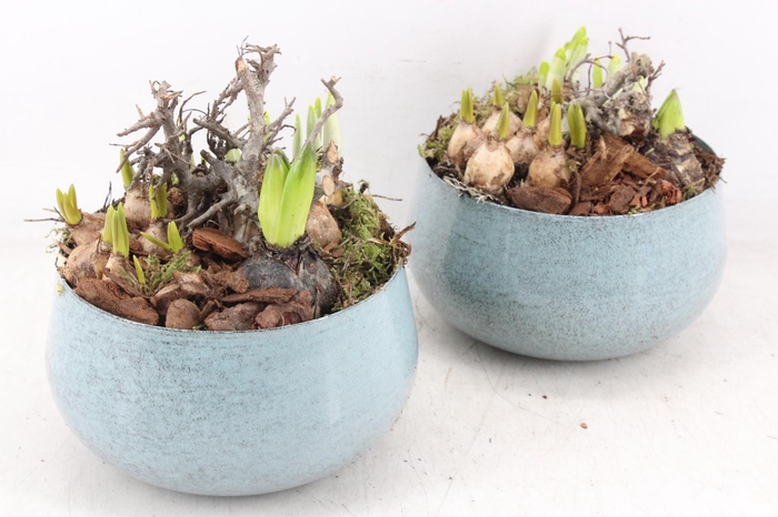 <h4>arr4 Bollenmix MB - Zink bolpot l.blue 285/6</h4>