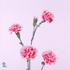 Rosa spray wedding party