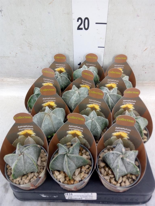 <h4>Cactus   ...</h4>