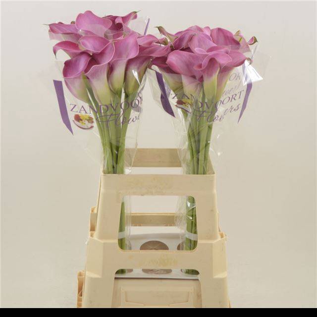 <h4>Zantedeschia fantasia</h4>