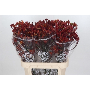 Kangaroo Paw Early Spring