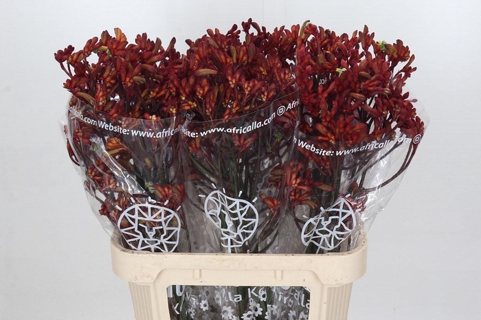 <h4>Anigozanthos Early Spring</h4>