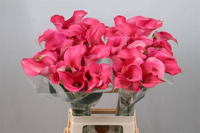 <h4>Calla Captain Romance</h4>
