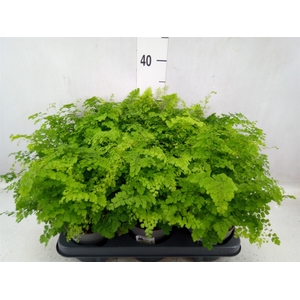 Adiantum raddi. 'Fritz-Luthi'