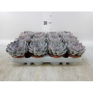 Echeveria  'Orion'