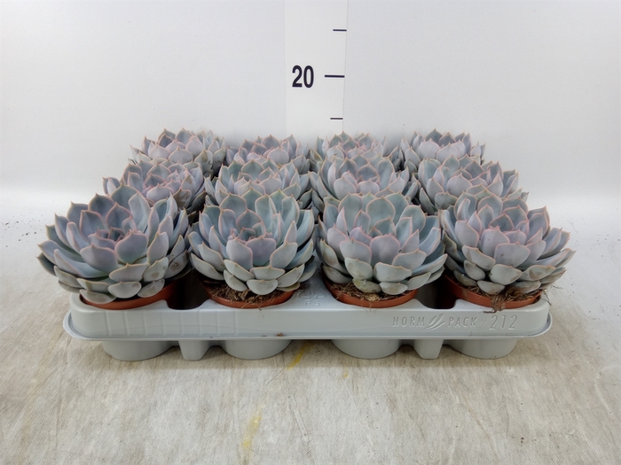 <h4>Echeveria  'Orion'</h4>