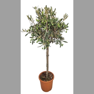 OLEA EUROPAEA