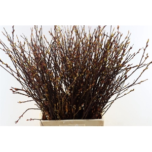 Salix Wilgenkatjes P Stem