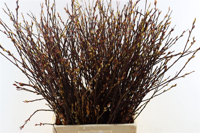 <h4>Salix Wilgenkatjes P Stem</h4>