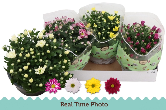 <h4>CHRYS GEM 4 KL</h4>