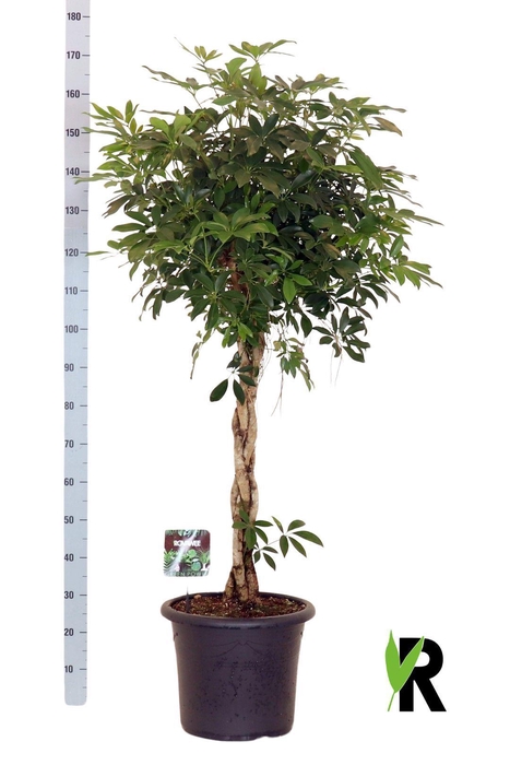 <h4>SCHEF AR COMPACTA</h4>