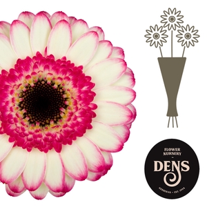 Germini Happy Hour Water