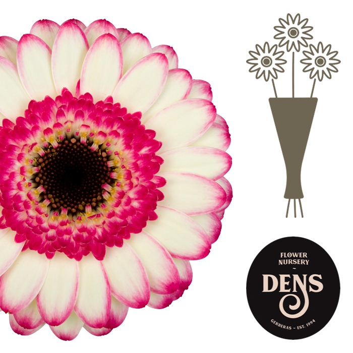 <h4>Germini Happy Hour Water</h4>