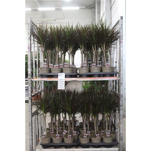 Dra Marg Magenta 30cm 3+ Solo