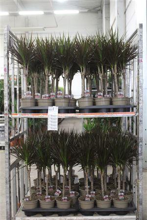 <h4>Dra Marg Magenta 30cm 3+ Solo</h4>