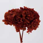 Hydrangea / Hortensia Automn