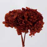 <h4>Hydrangea / Hortensia Automn</h4>