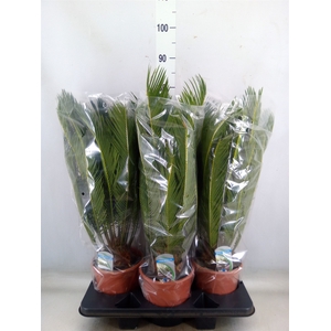 Cycas revoluta