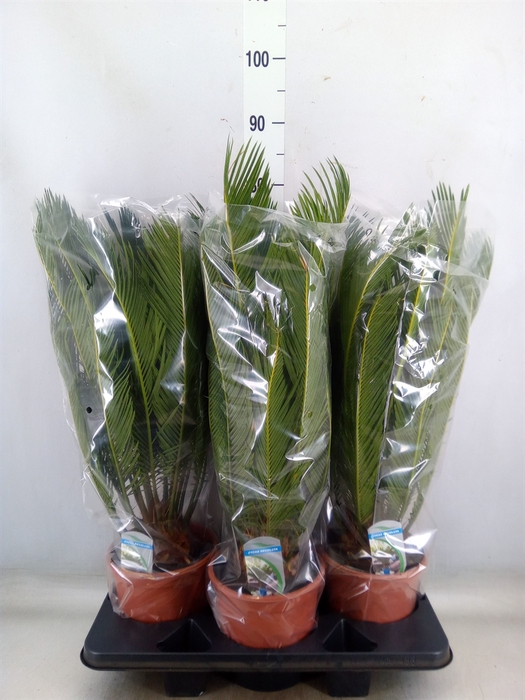 <h4>Cycas revoluta</h4>