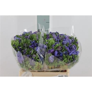 Anemone Mistral Blue