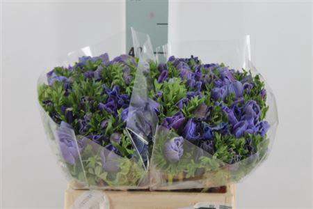 <h4>Anemone Mistral Blue</h4>