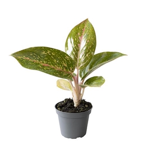 AGLAONEMA ARACEAE p6