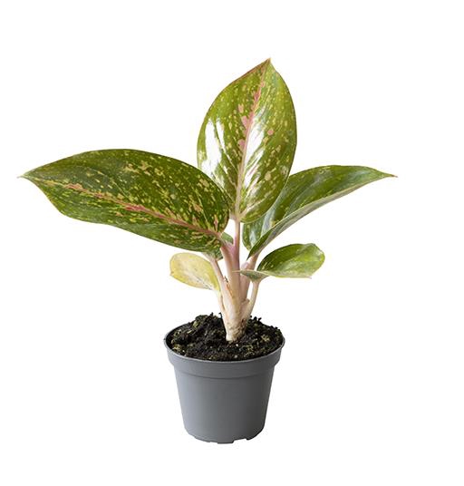 <h4>AGLAONEMA ARACEAE p6</h4>