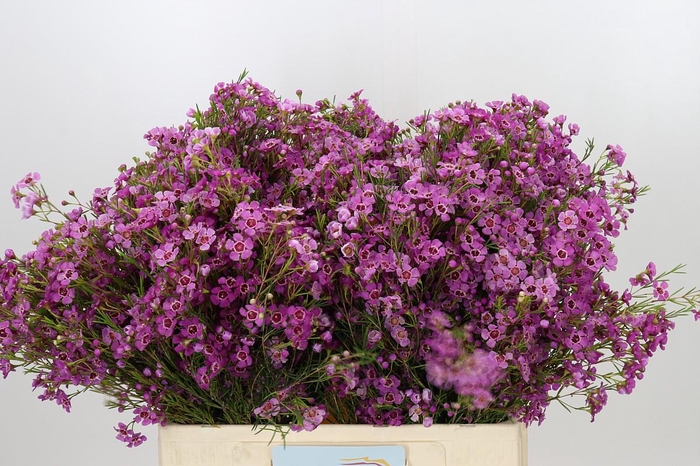 <h4>Chamelaucium Niek's Pride</h4>