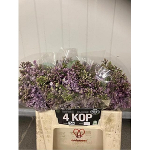 SYRINGA DARK KOSTER 4BL