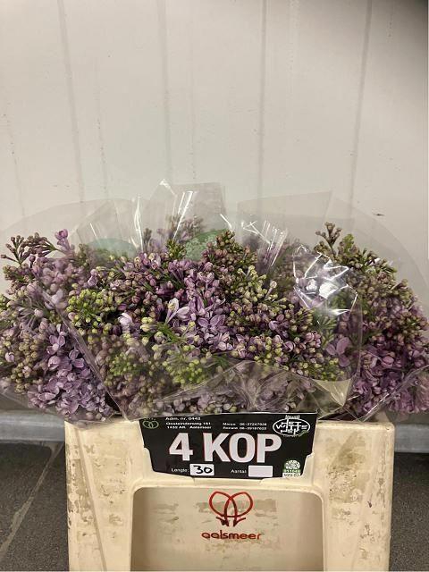 <h4>SYRINGA DARK KOSTER 4BL</h4>