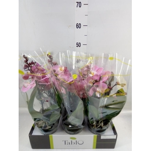 Phalaenopsis   ...rose