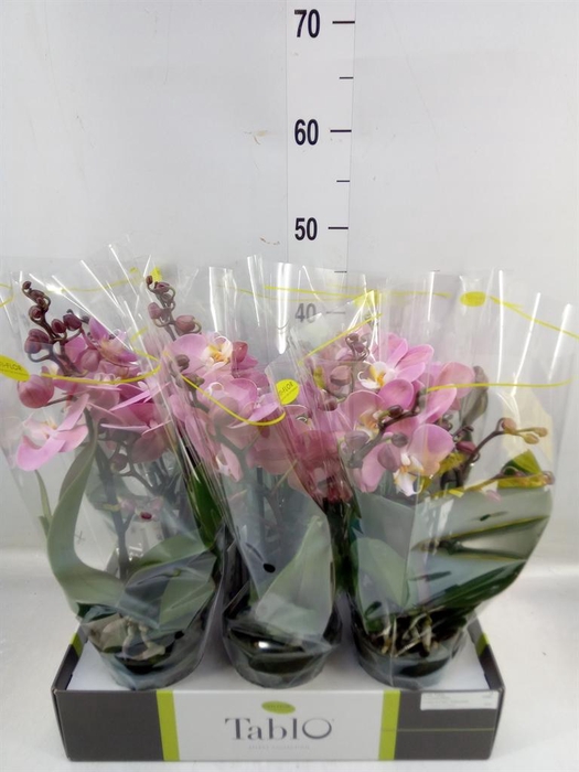 <h4>Phalaenopsis   ...rose</h4>