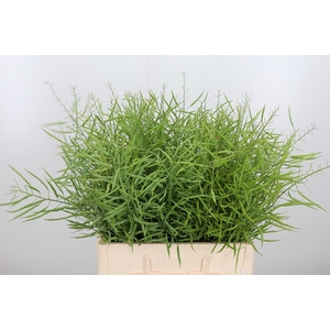 Brassica Napus