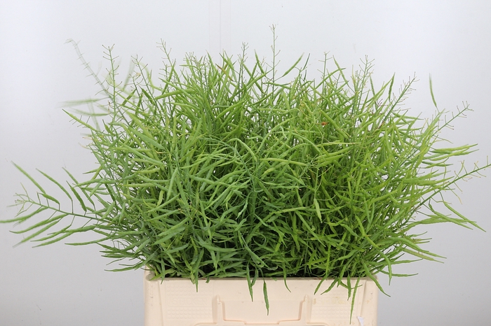 <h4>Brassica Napus</h4>