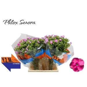 PHLOX P SENORA