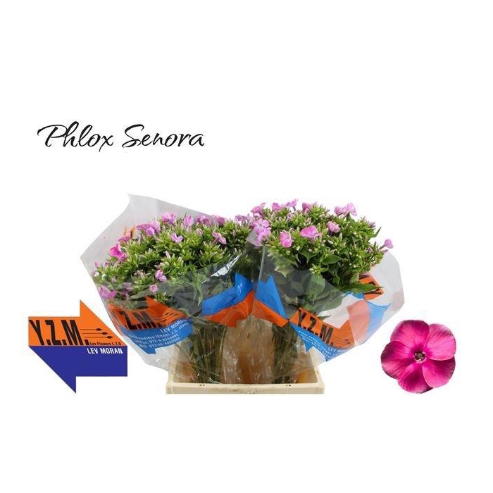 <h4>PHLOX P SENORA</h4>