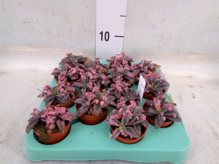 <h4>Kalanchoe NF   ...</h4>