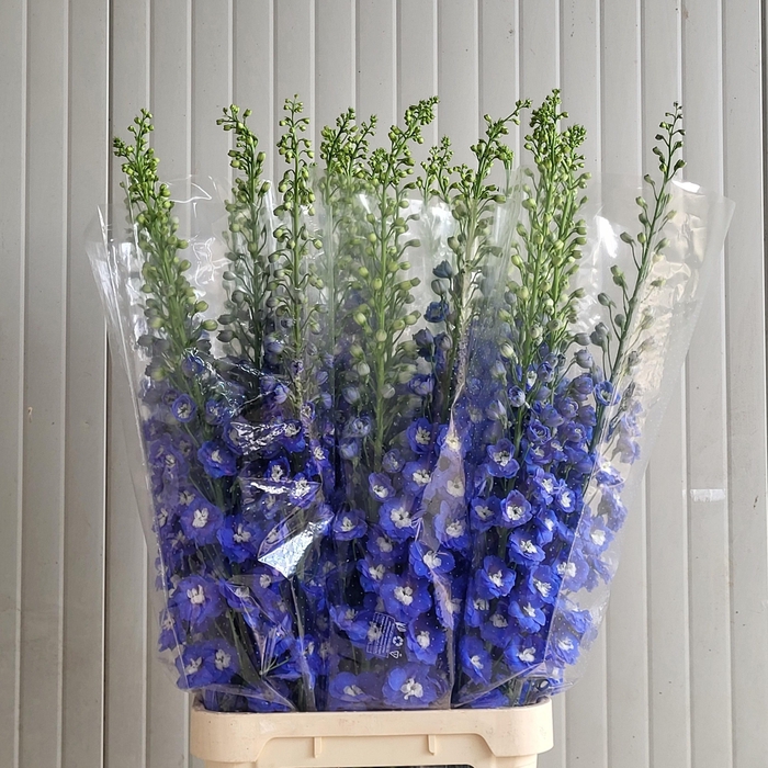 <h4>DELPH DU AURORA BLUE</h4>