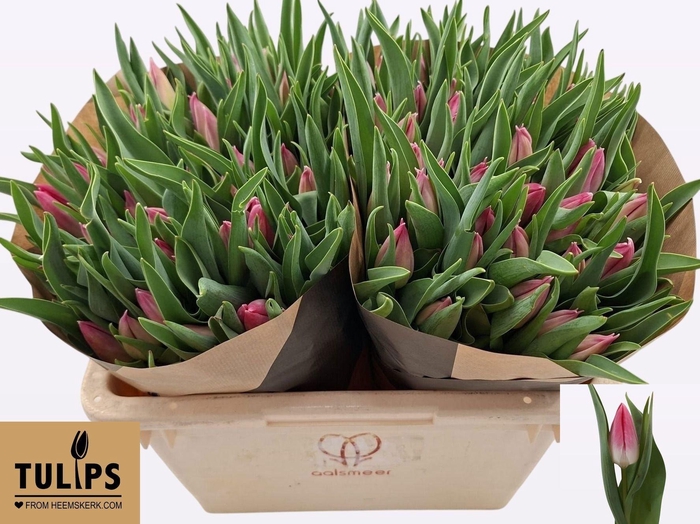 <h4>TU EN BOLROYAL PINK</h4>