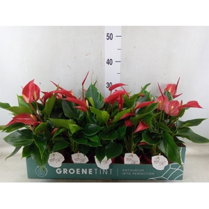 Anthurium  'Banderola Roja'
