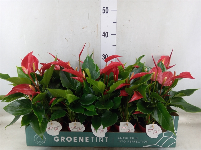 <h4>Anthurium  'Banderola Roja'</h4>