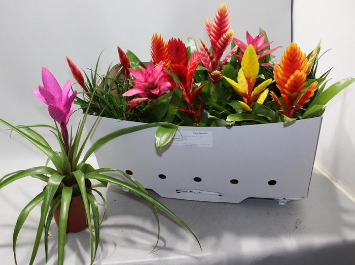 <h4>BROMELIA GEM 10 SRT</h4>