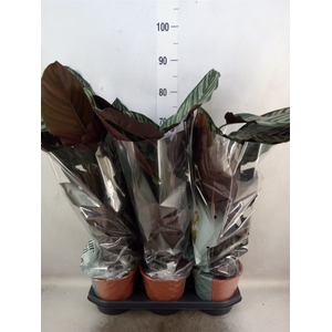 Calathea sanderiana