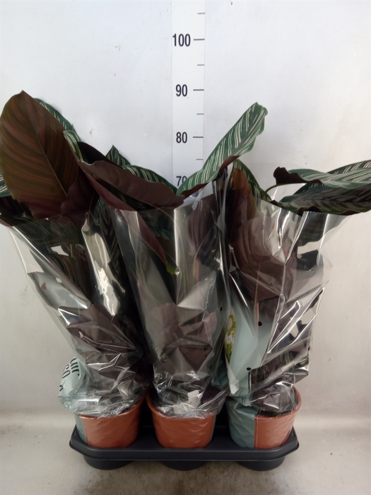 <h4>Calathea sanderiana</h4>