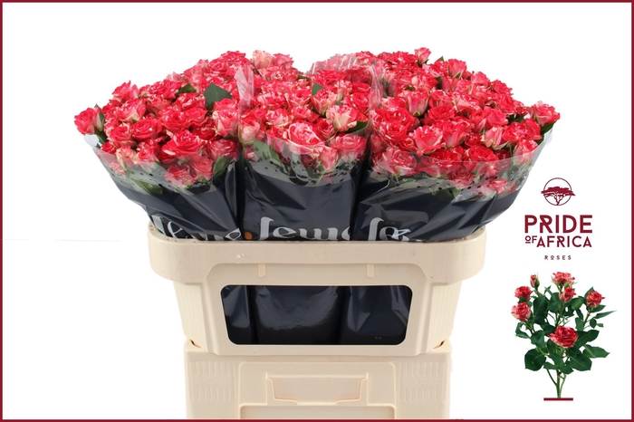 <h4>R TR FIREWORKS</h4>