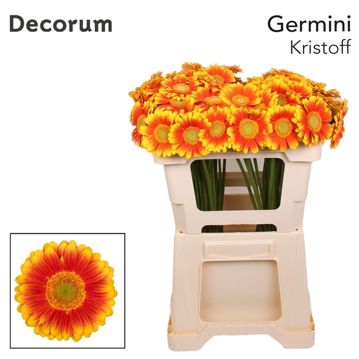 <h4>Germini Kristoff Water</h4>